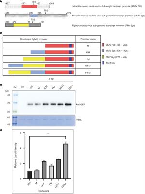 Design of an artificial transcriptional system for production of high levels of recombinant proteins in tobacco (Nicotiana benthamiana)